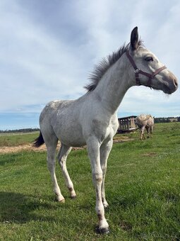 Hřebeček Appaloosa - 6
