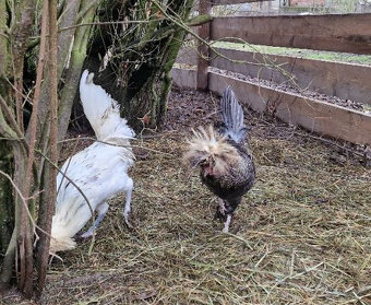 Kohouti Holanďanky, Hedvábničky - 6