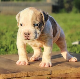 American Bully XL 🐾 - 6