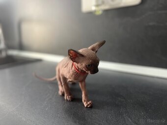 Sphynx - 6