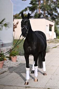 Drezurní klisna po fenomenálním hřebci Secret - 6