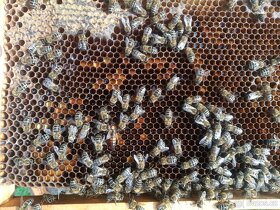 Včely - vyzimovaná produkční včelstva a oddělky - 6