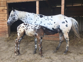 Appaloosa - klisna černý leopard - 6