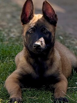 BELGICKÝ OVČÁK MALINOIS - 6