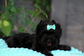 yorkshire terrier black s PP - 6