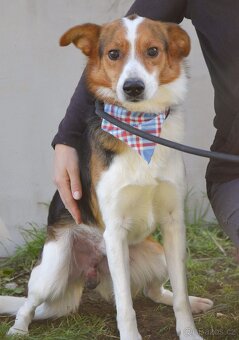 Bobi - hledá si člověka, kterému dokáže věřit. - 6