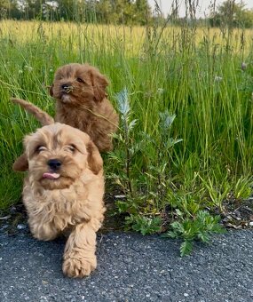 Cavapoo s registraci - 6