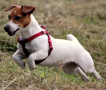 Jack Russell  teriér-hladkosrstý - 6