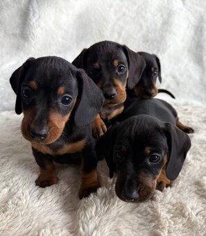 Jezevčík hladkosrstý - 6