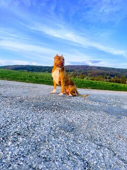 Krytí American Bully XL s PP - 6