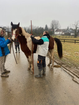 Klisna BAROC PINTO - 6