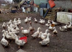 Domácí kuřata a kachny (bio) - 6