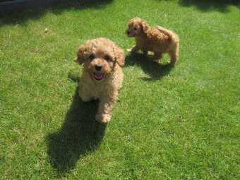 Maltipoo štěňátka - 6