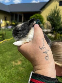 🐰 Zakrslí králíčci – zakrslý lvíček - 6