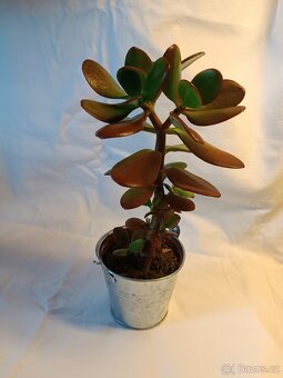 Tlustice - pokojové rostliny včetně květináčů - 6