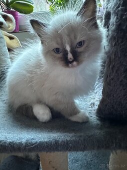 Ragdoll koťátko - 6