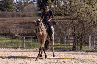 Lusitano klisna - 6