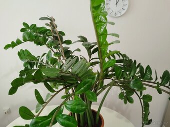 Zamioculcas - 6
