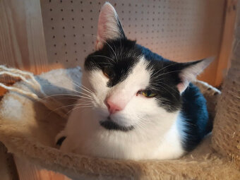 Krásná Rozárka hledá domov pro sebe a svou mámu - 6