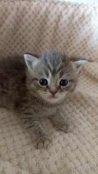 Britská whiskas kočička s PP - 6