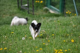 Fenka papillon - 6