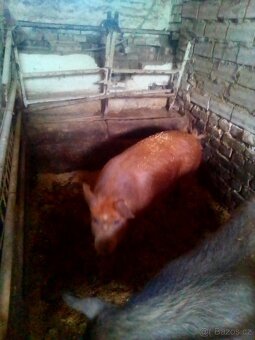 Duroc & Landras, svině -maso -chov.. - 6