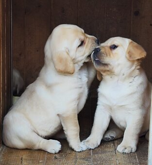 Nabídka štěňat labradorského retrievera - 6