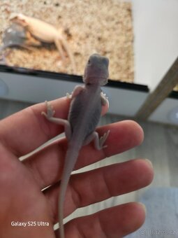 Agama vousata - 6