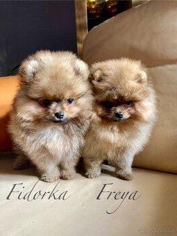 Pomeranian s PP FCI - 6