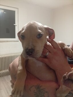 Americký stafordšírský teriér - 6