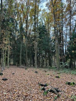 Prodám lesní pozemek v k.ú. Snopoušovy - 6