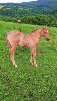 QH hřebeček red dun - 6