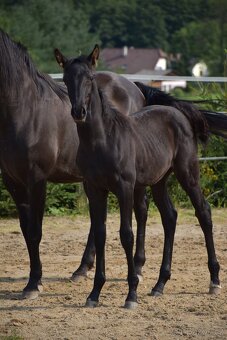 Lusitano černý hřebeček 2025 - 6