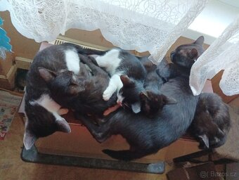 Daruji koťata za odvoz - 6