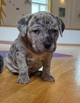 American Bully XL s PP - IHNED K ODBĚRU - 6