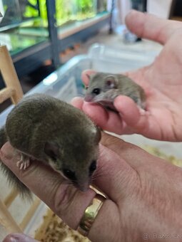 Plšík africký s bydlením... - 6