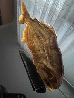 Piranha, exoticka ryba z Brazilie - 6