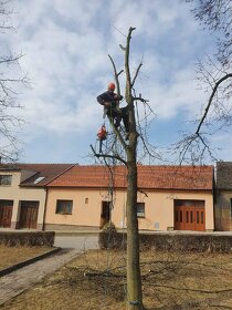 Jarní ořez ovocných stromů, rizikové kácení - 6