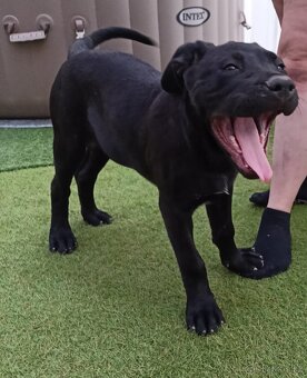 Štěně Bandog - 6