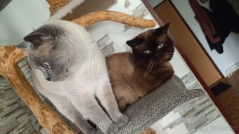 Britský kocourek - 6