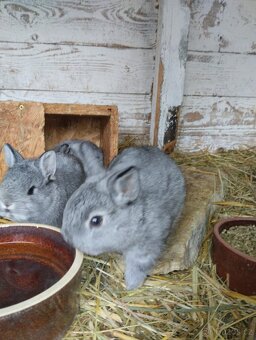 Zakrslý králík - 6