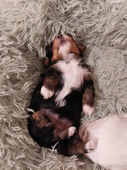 Jorkšírský teriér s PP - 6