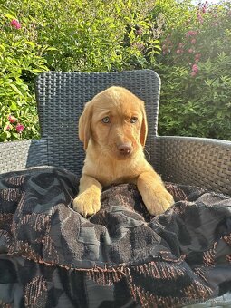 štěňata labrador a – připravena k odběru - 6