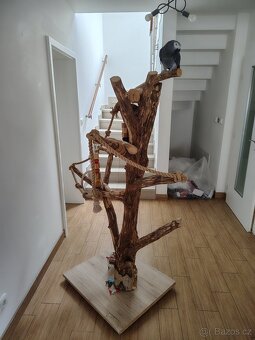 Papoušek šedý - žako - 6