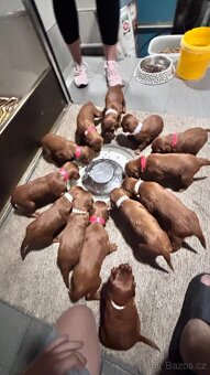 ŠTĚŇÁTKA - Irský setr s PP - 6