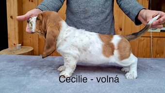 Bassethound s PP - 6