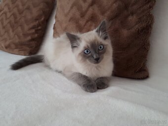 Ragdoll - 6