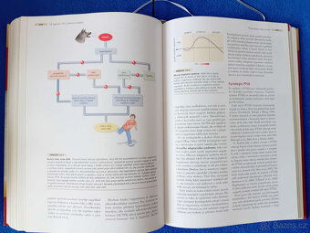 Psychologie Atkinsonové a Hilgarda (2012) Atkinson - 6