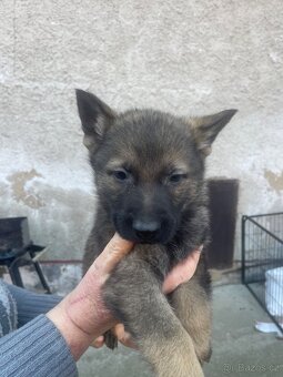 Německý ovčák - 6