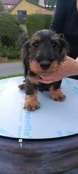 Jezevčík drsnosrstý - 6